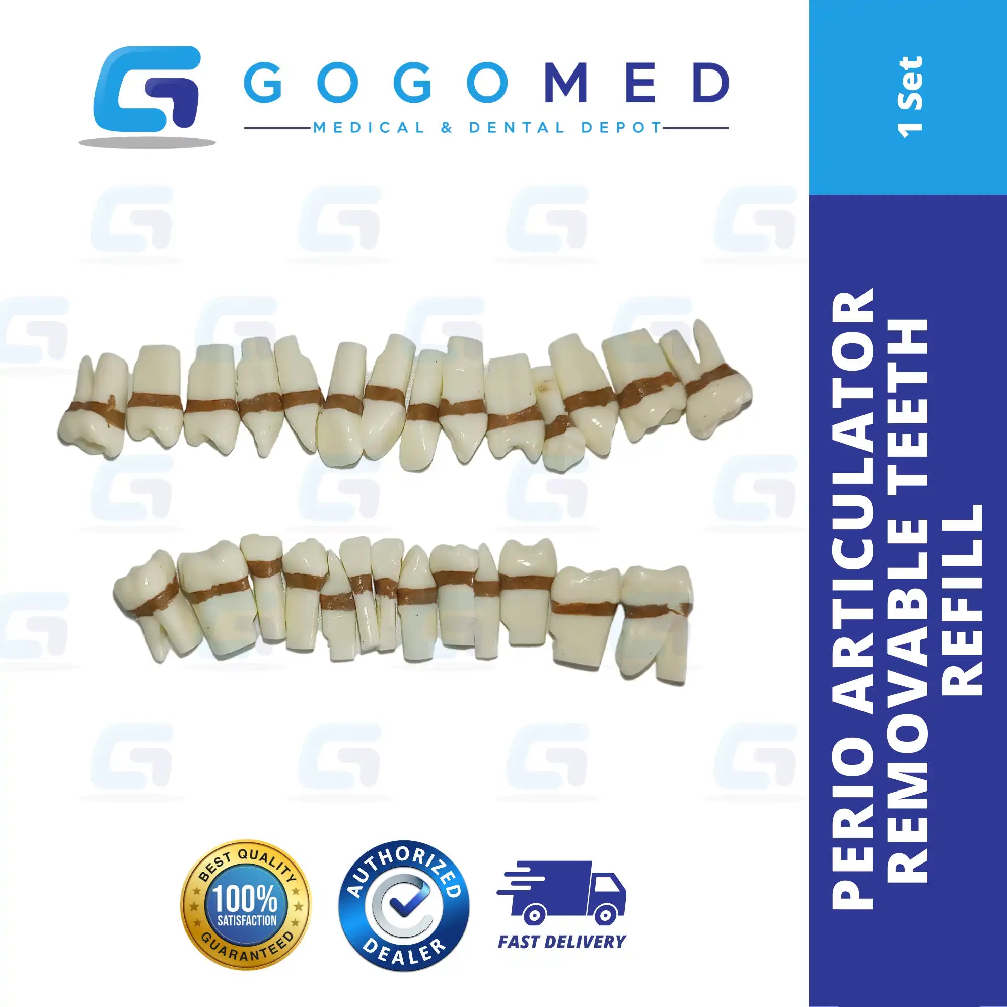 Perio Articulator Screw Removable Teeth