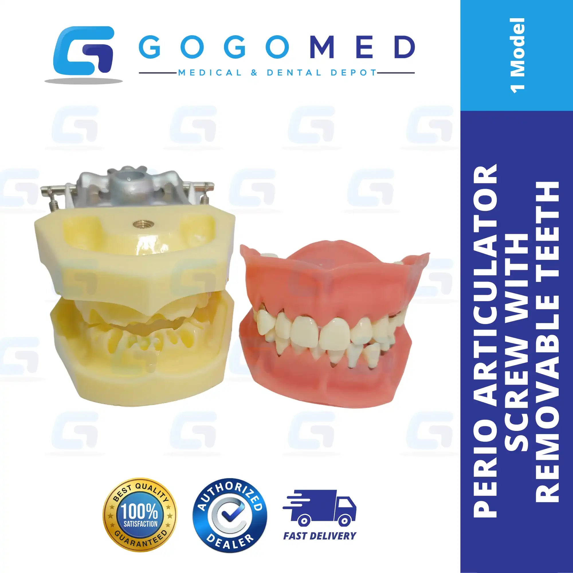 Perio Articulator Screw Removable Teeth