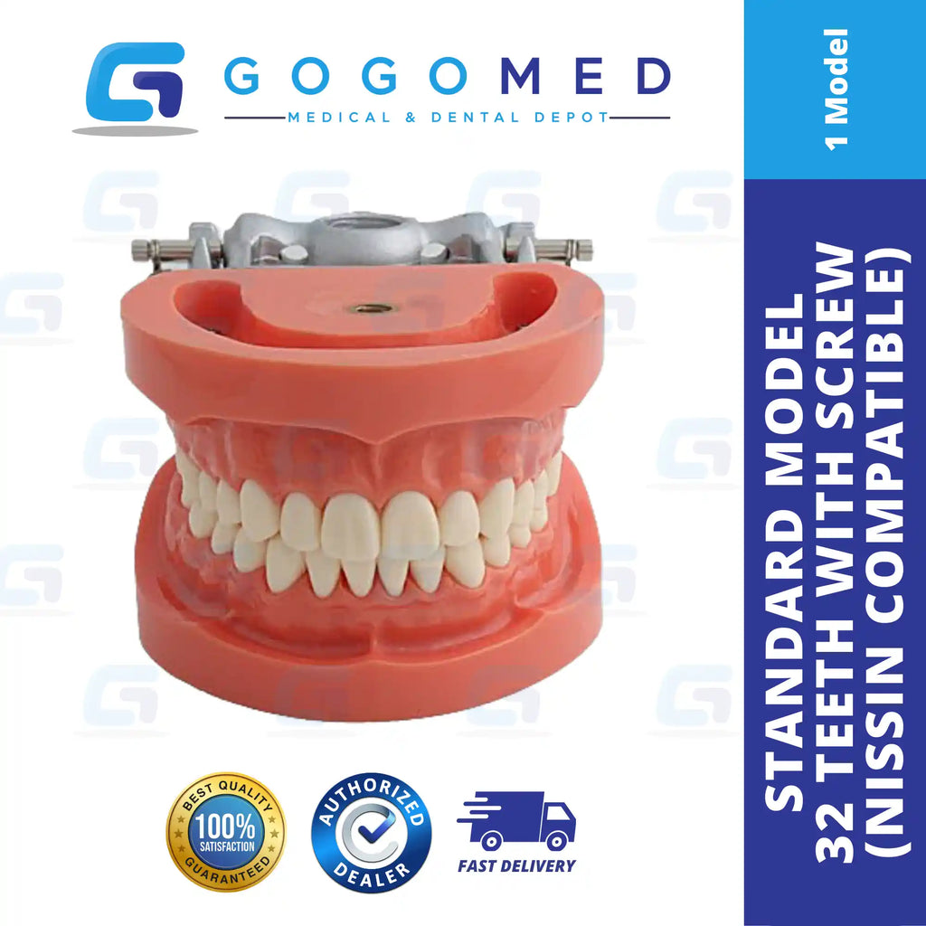 NISSIN 額模型　Dental Model 73428-10732313.webp