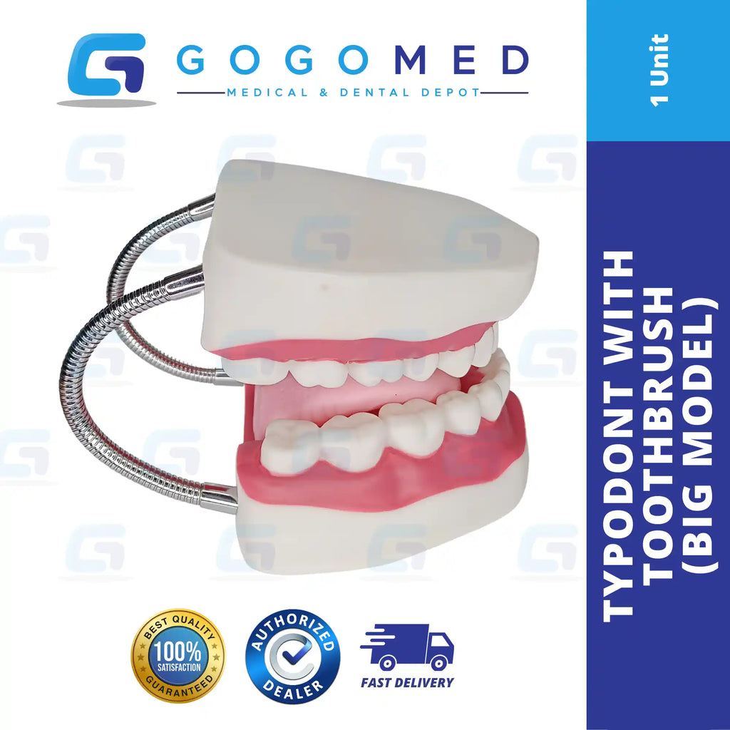 Typodont with Toothbrush (Big) – Gogomed Supplies