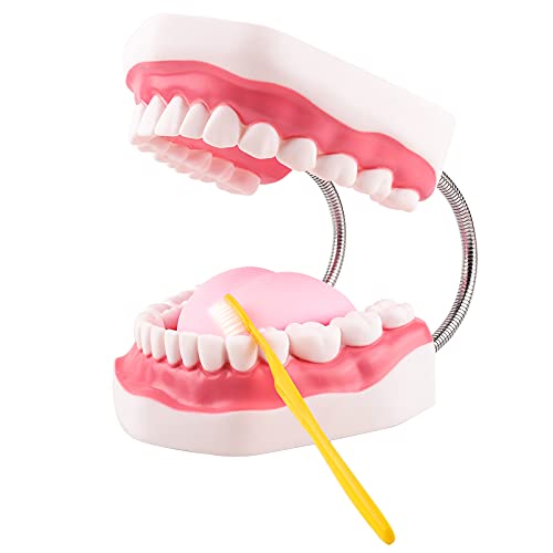 Typodont with Toothbrush (Big)