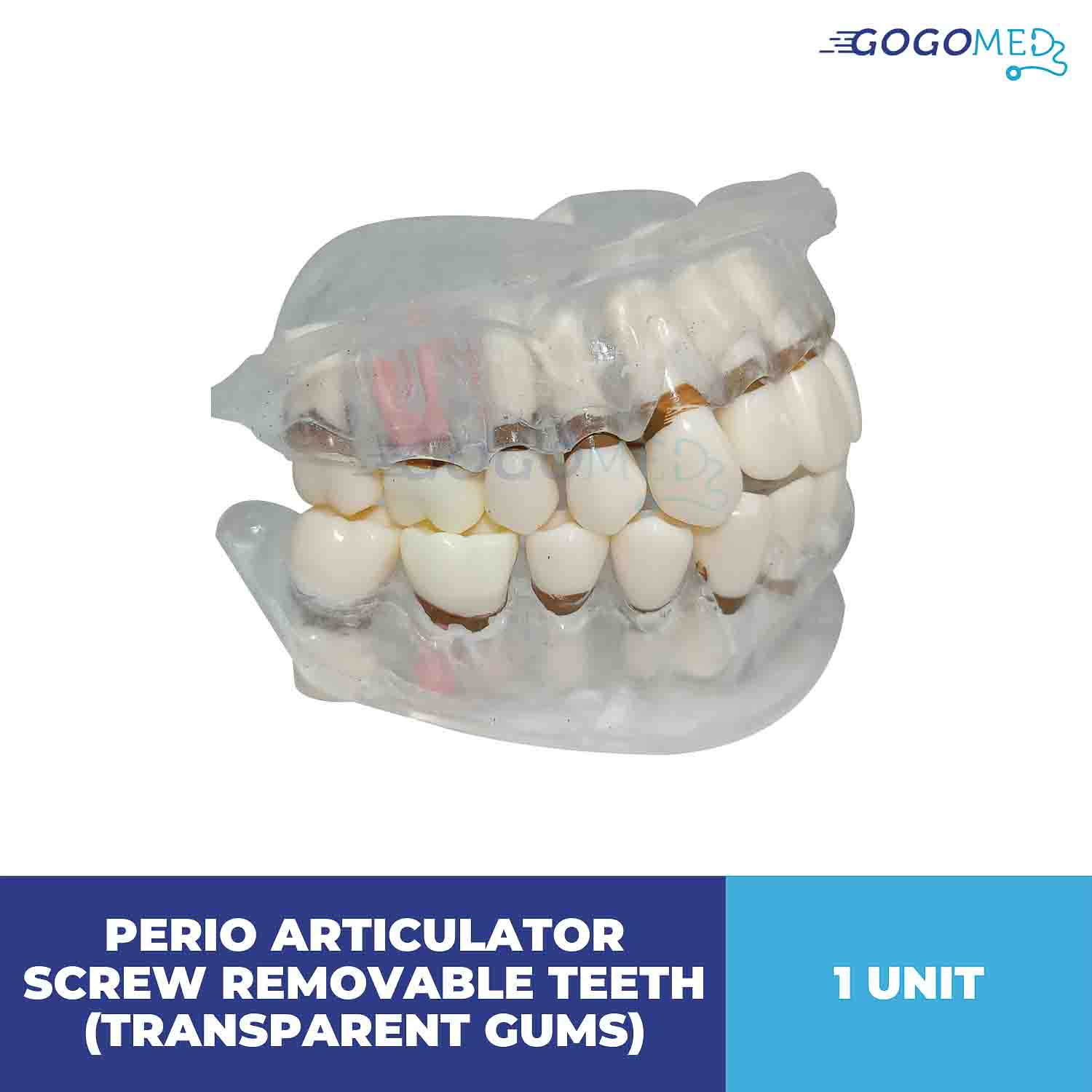 Perio Articulator Screw Removable Teeth (Transparent Gums)