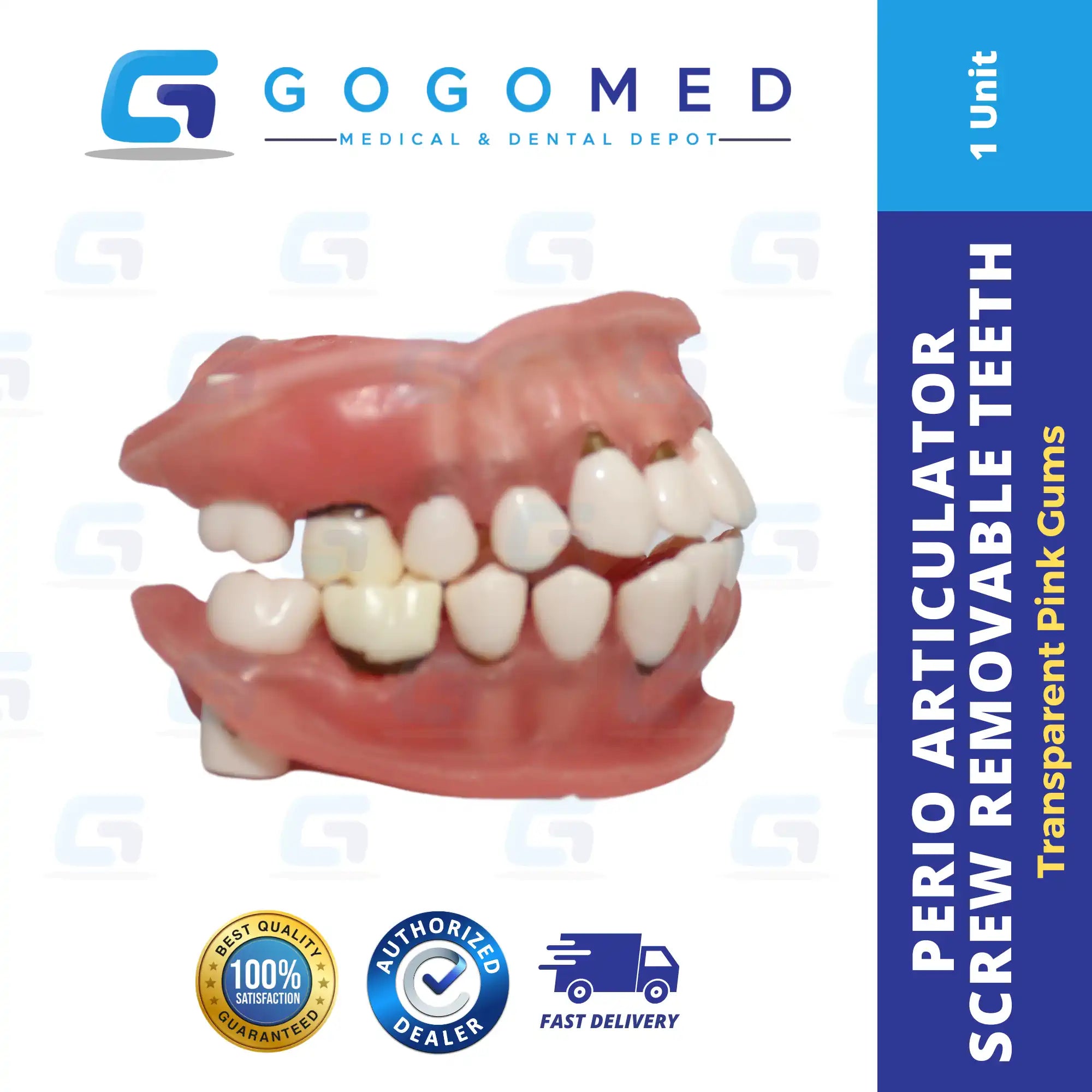 Perio Articulator Screw Removable Teeth (Transparent Pink Gums)