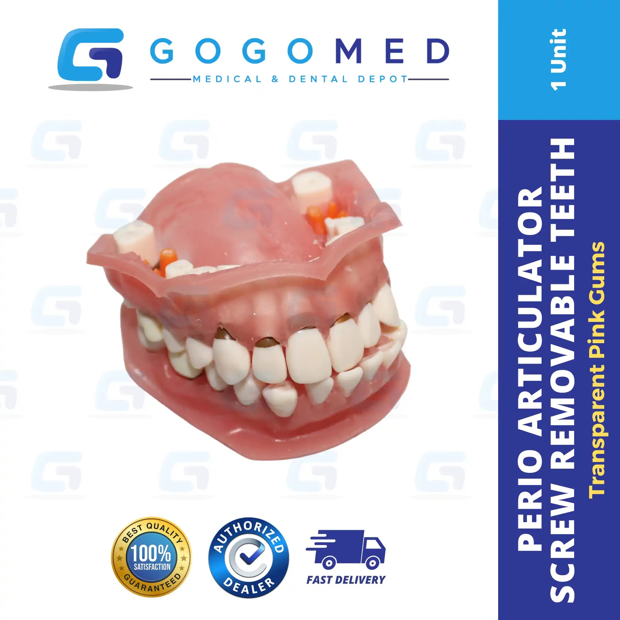 Perio Articulator Screw Removable Teeth (Transparent Pink Gums)