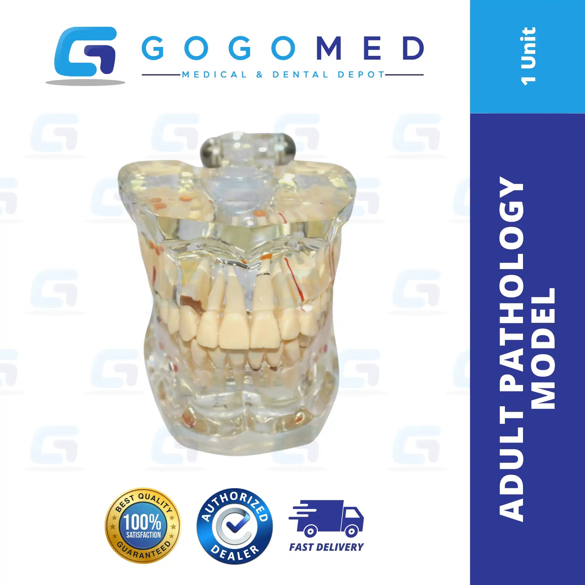 Adult Pathology Model