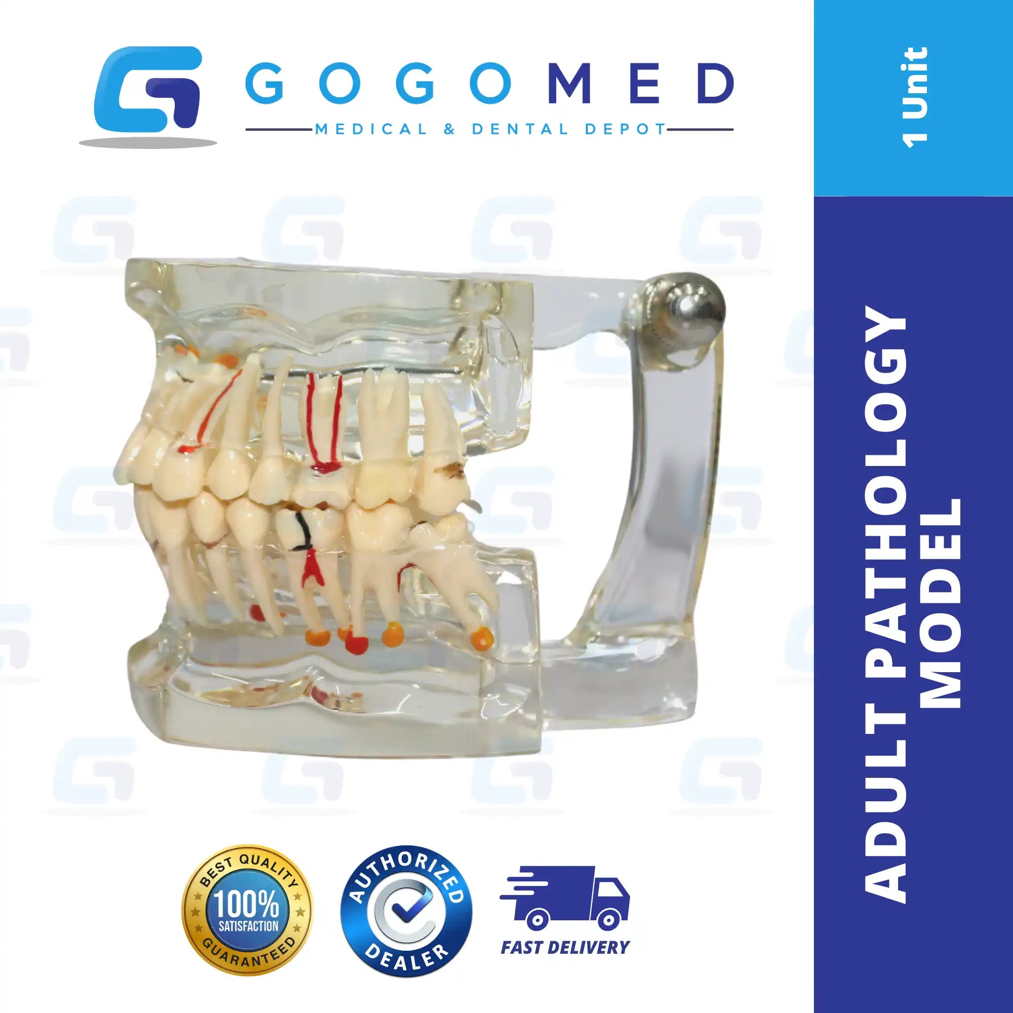 Adult Pathology Model