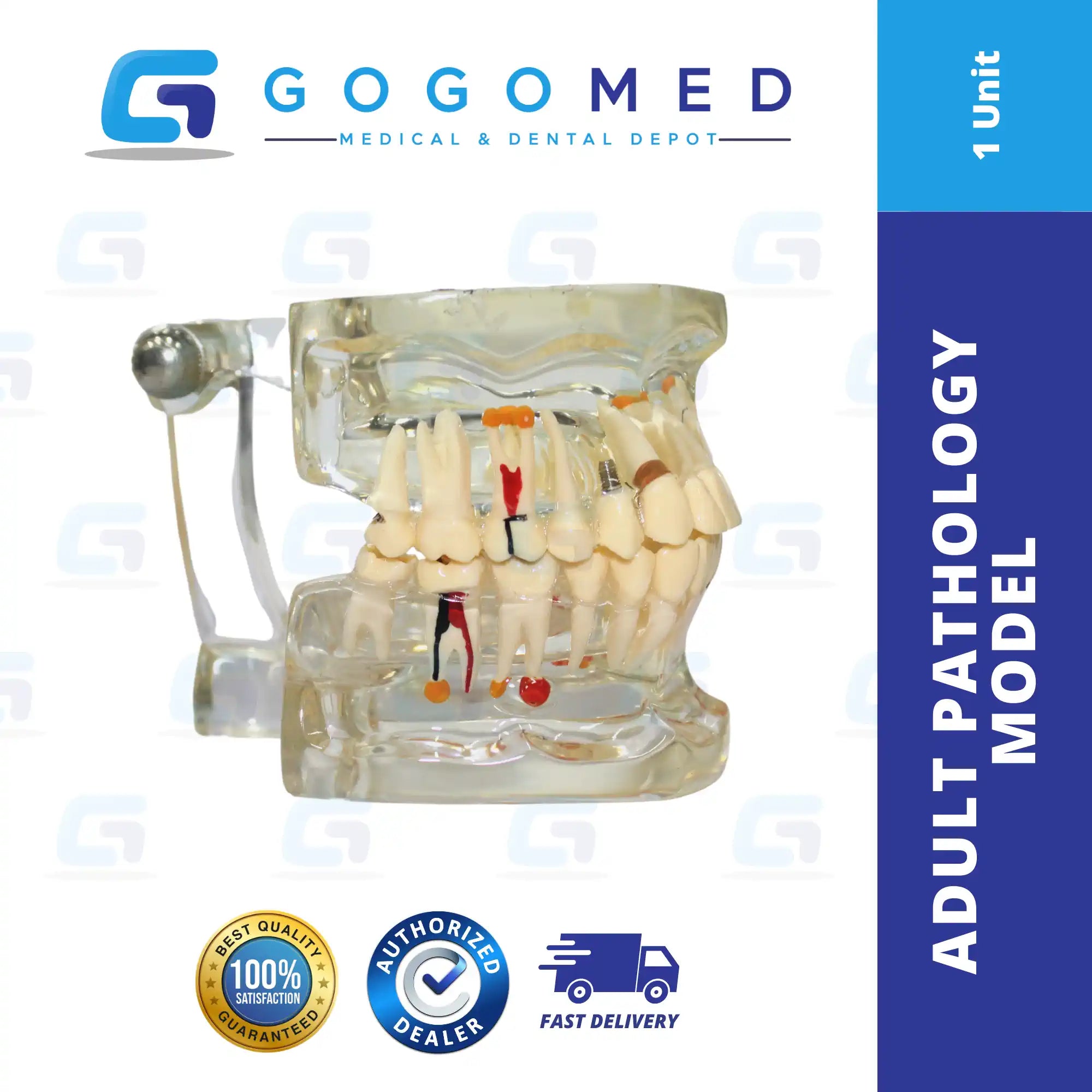 Adult Pathology Model