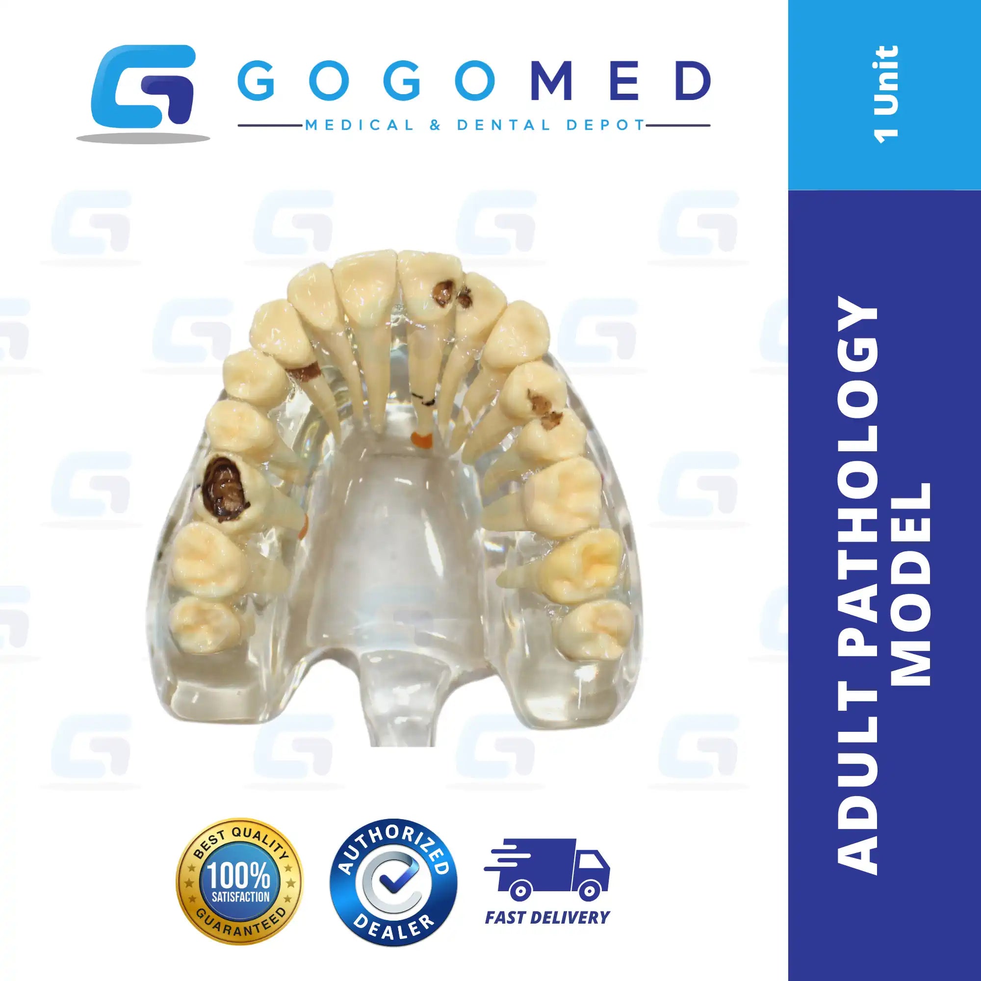 Adult Pathology Model