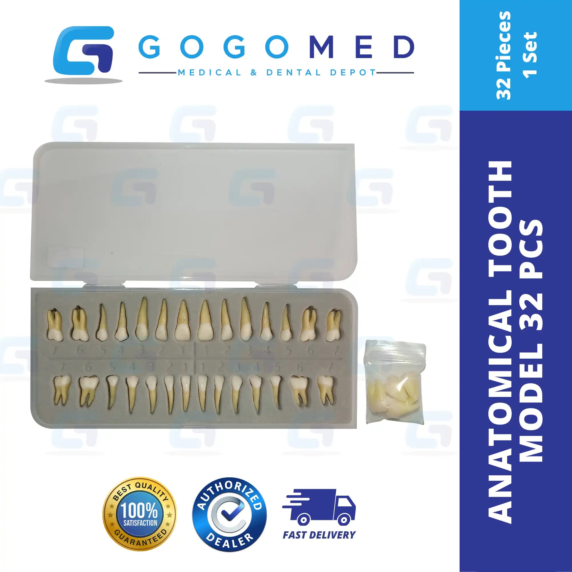 Anatomical Tooth Model 32pcs