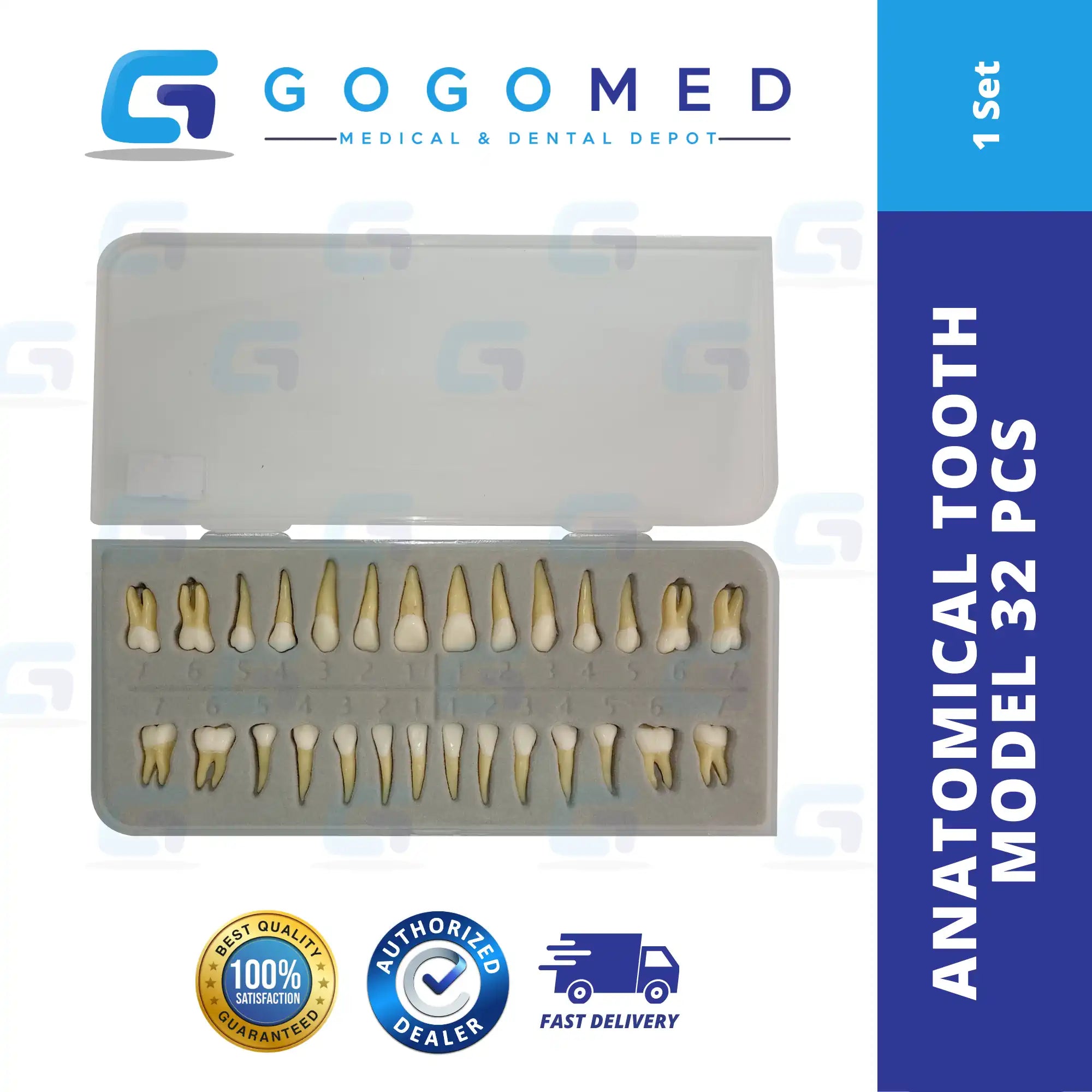 Anatomical Tooth Model 32pcs