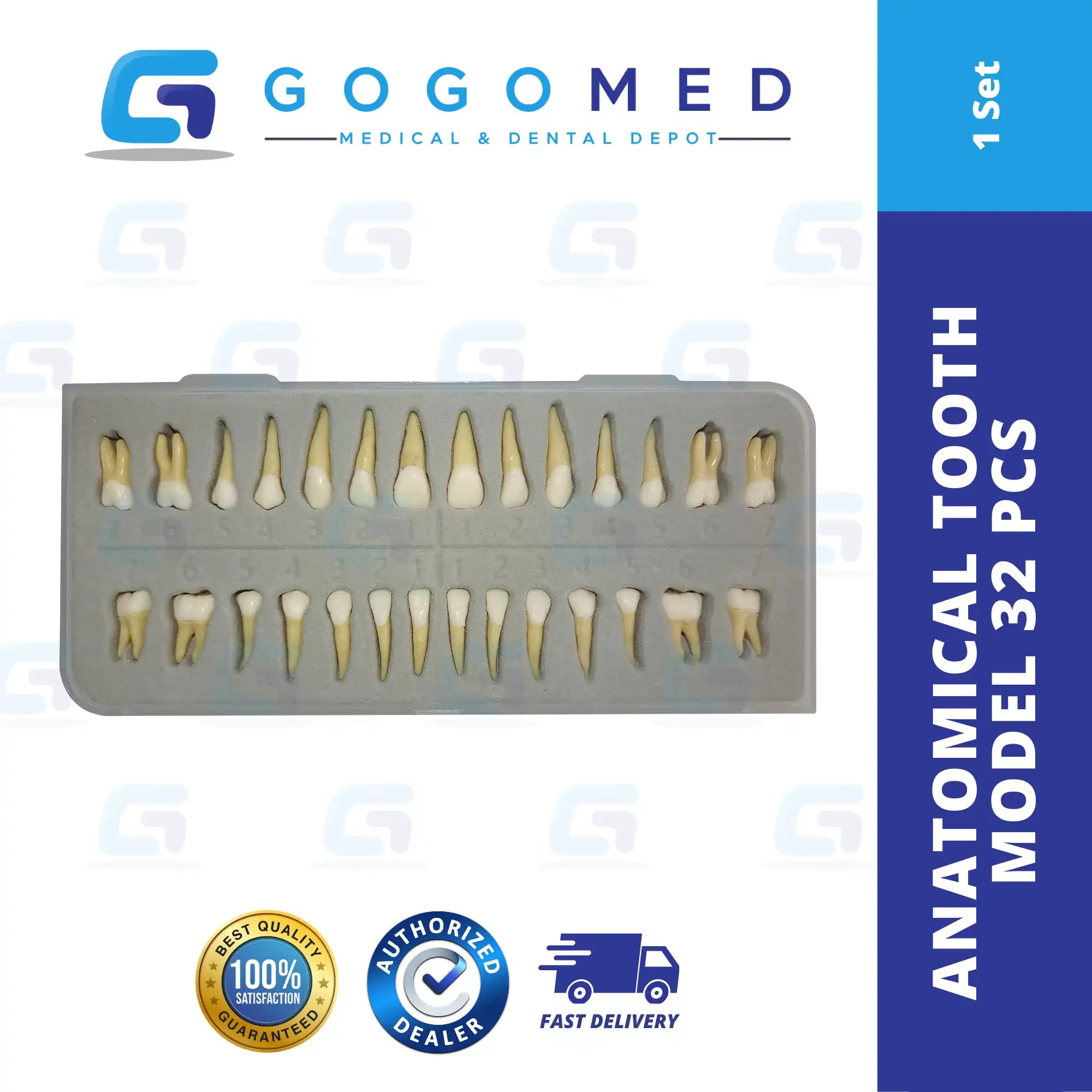 Anatomical Tooth Model 32pcs