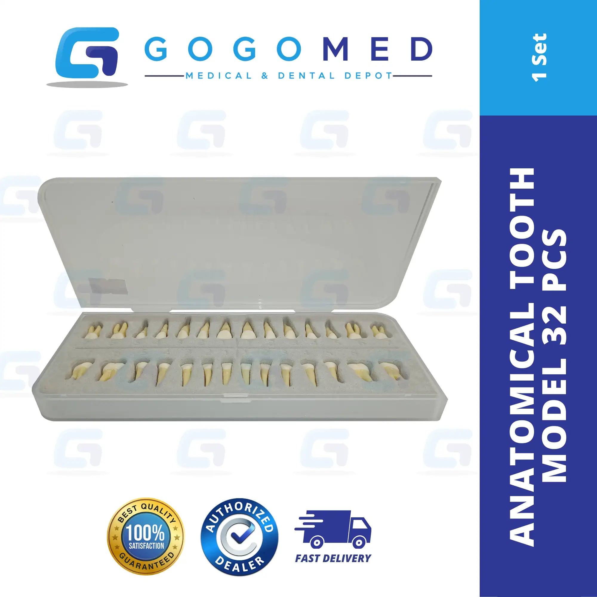 Anatomical Tooth Model 32pcs