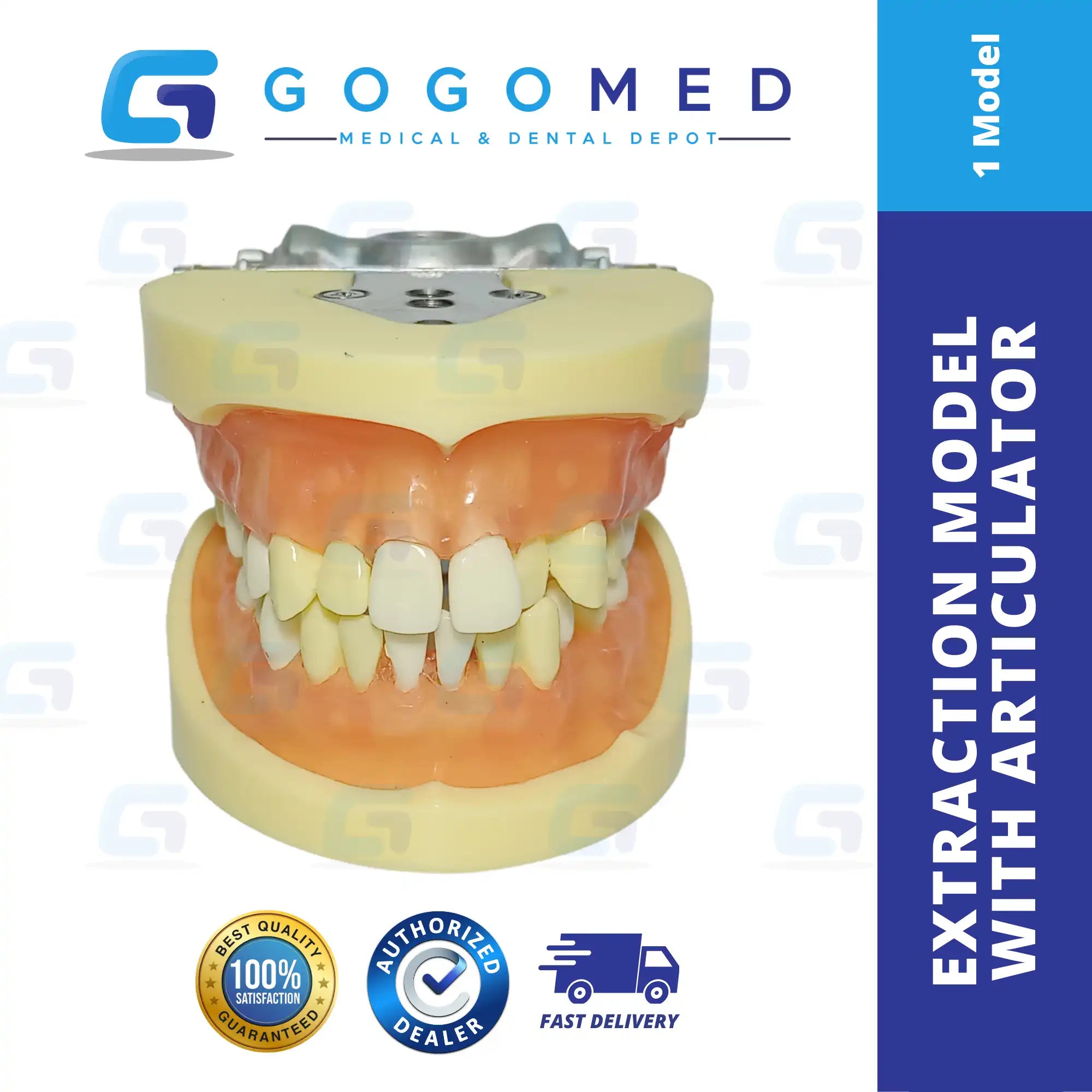 OS Extraction Model with Articulator