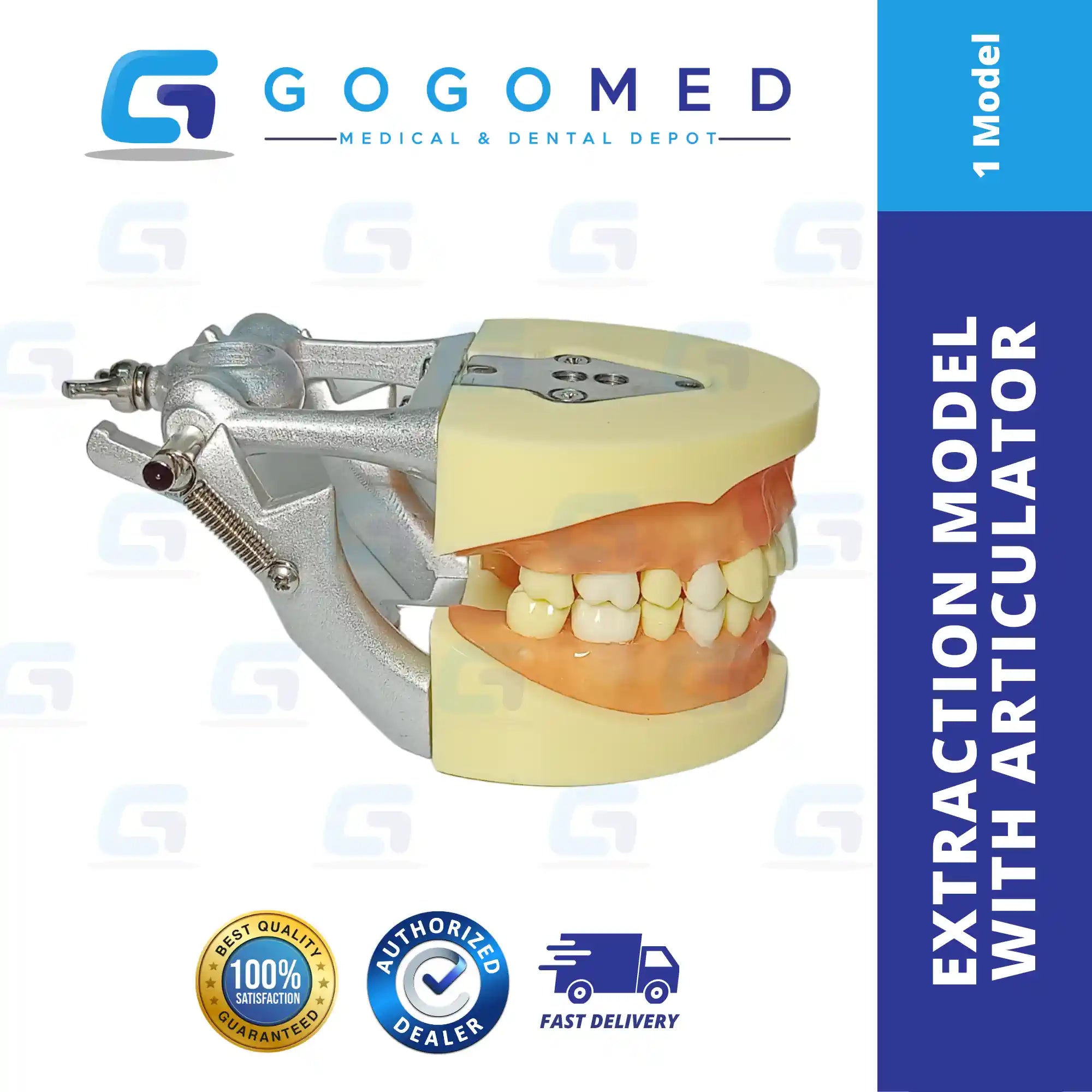 OS Extraction Model with Articulator