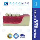 Molar Cross Section Model