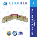 Molar Cross Section Model