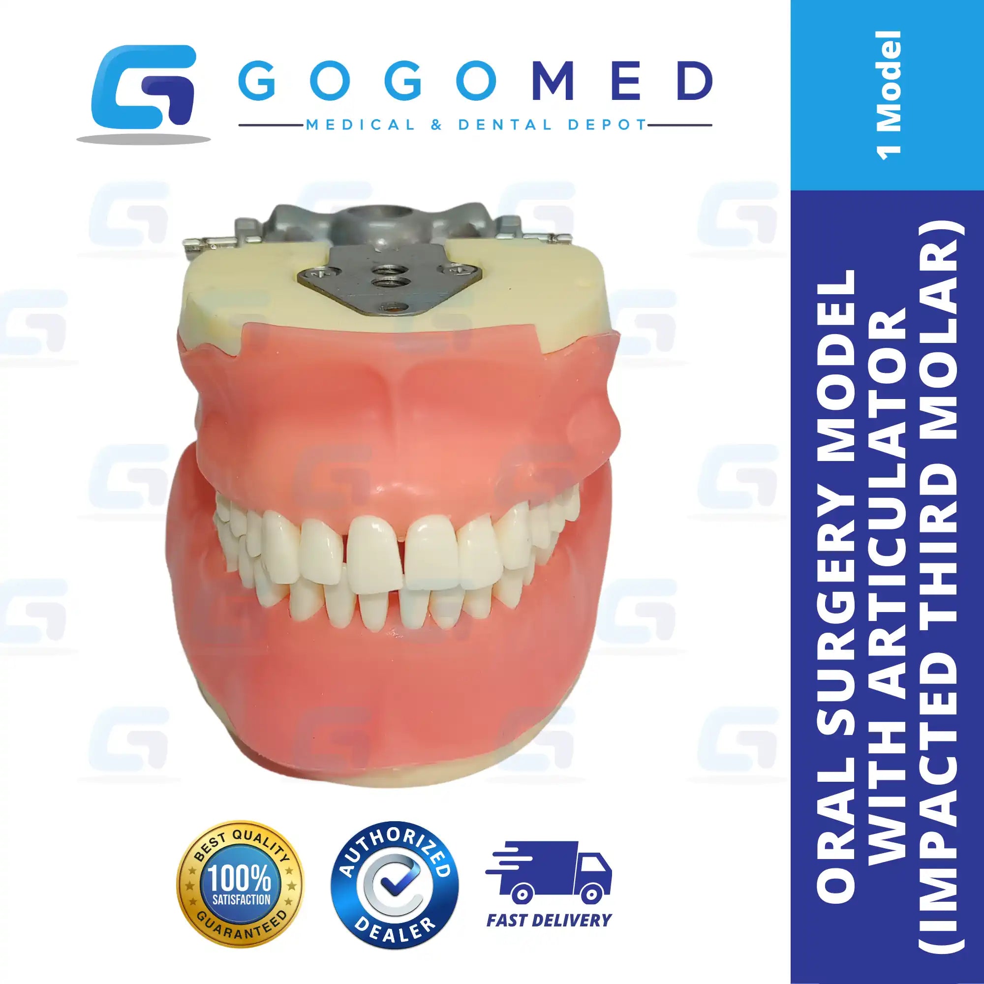 Oral Surgery Model with Articulator (Impacted Third Molar)