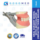 Oral Surgery Model with Articulator (Impacted Third Molar)