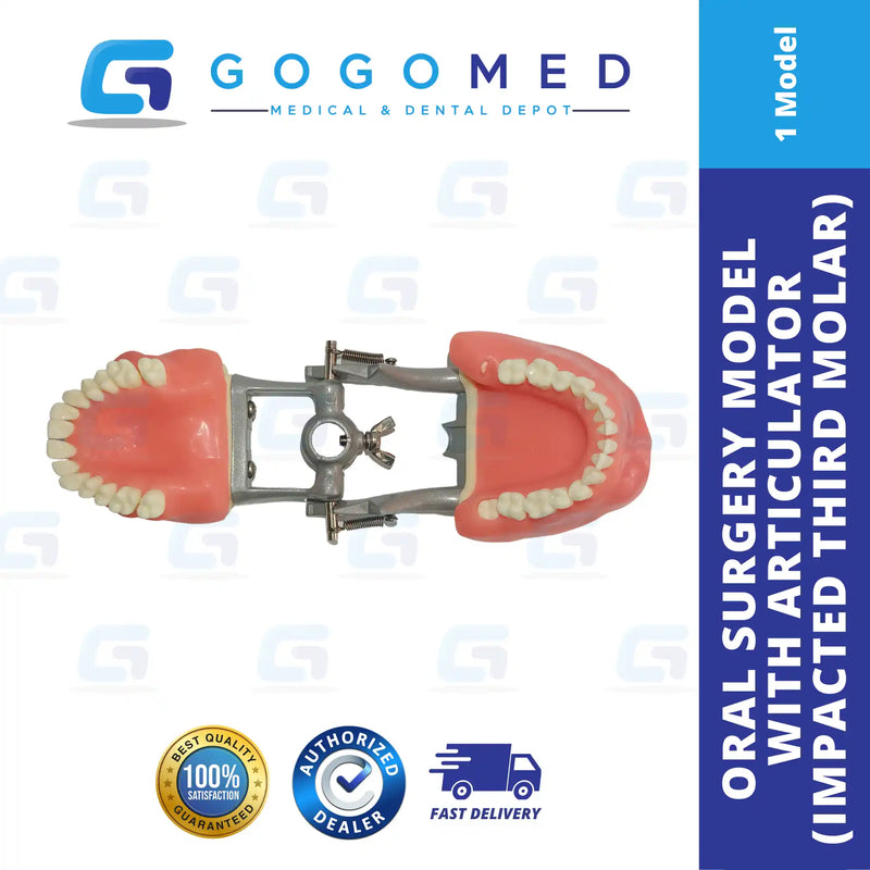 Oral Surgery Model with Articulator (Impacted Third Molar)