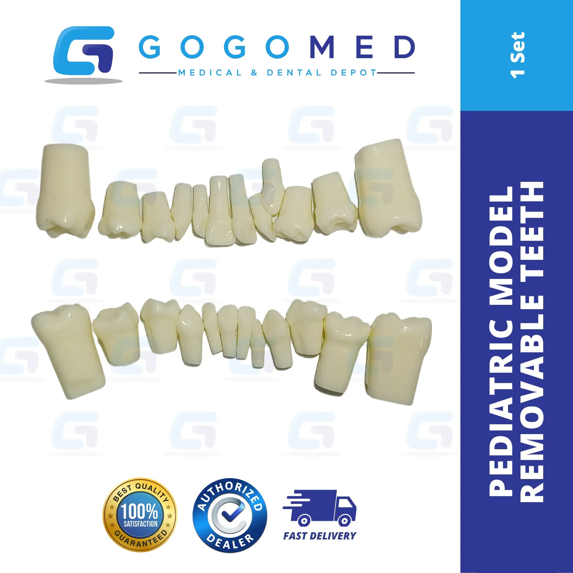 Pediatric Model with Articulator