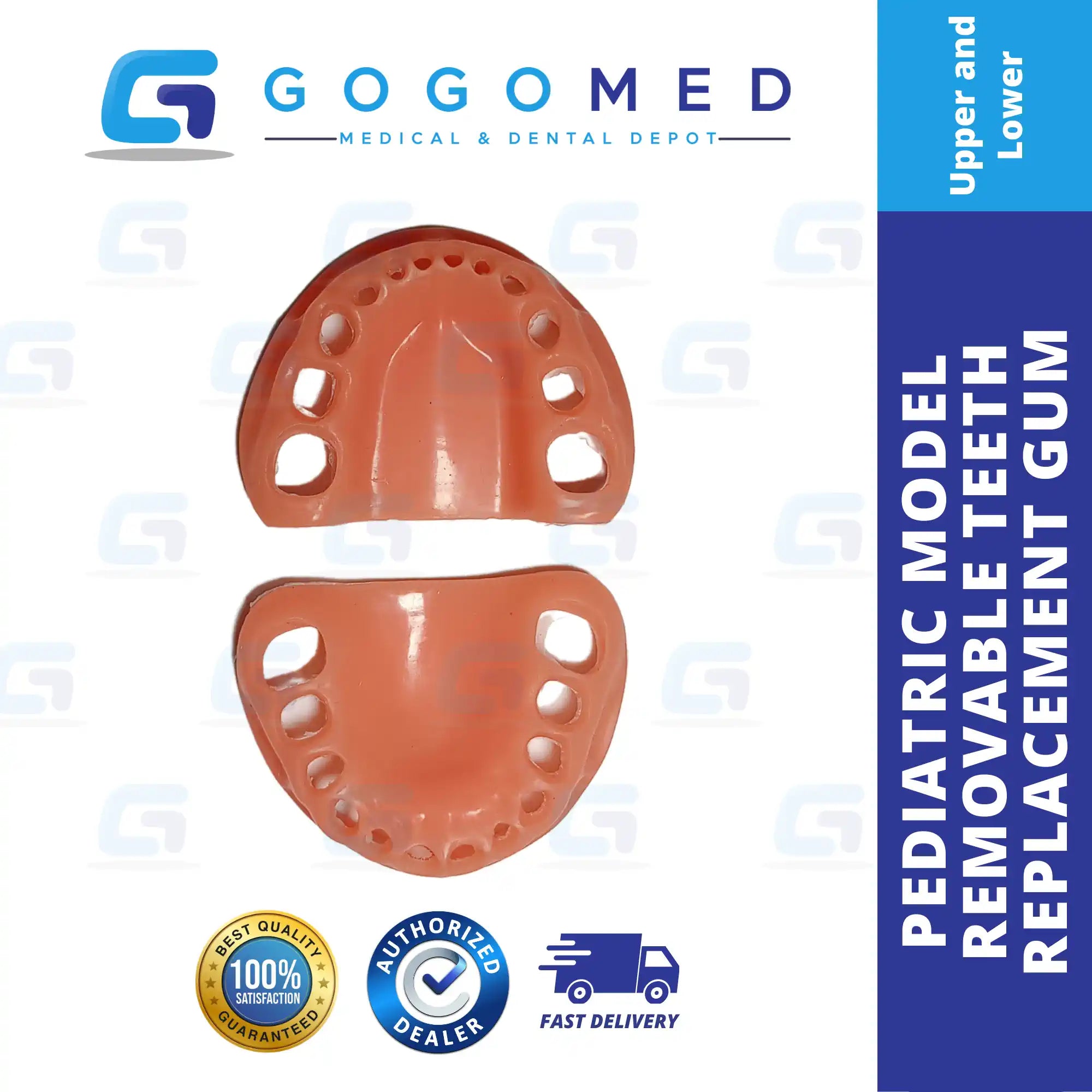 Pediatric Model with Articulator