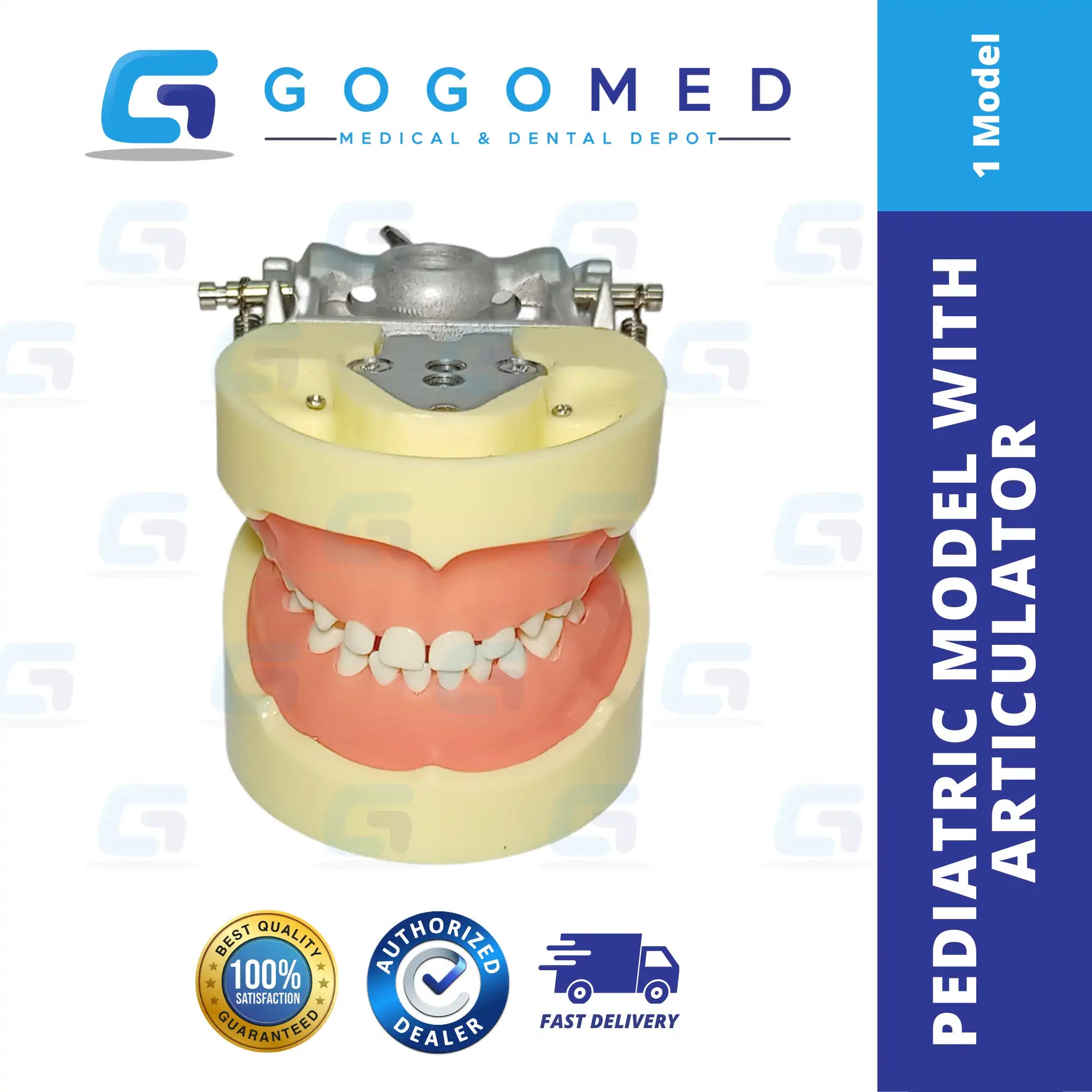 Pediatric Model with Articulator