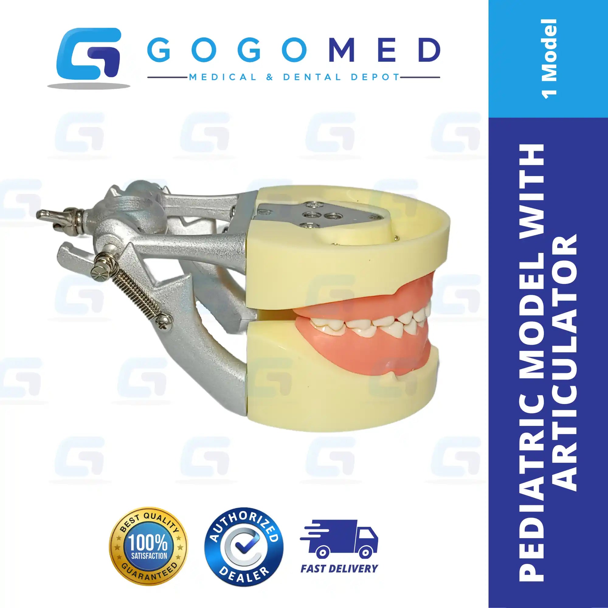 Pediatric Model with Articulator
