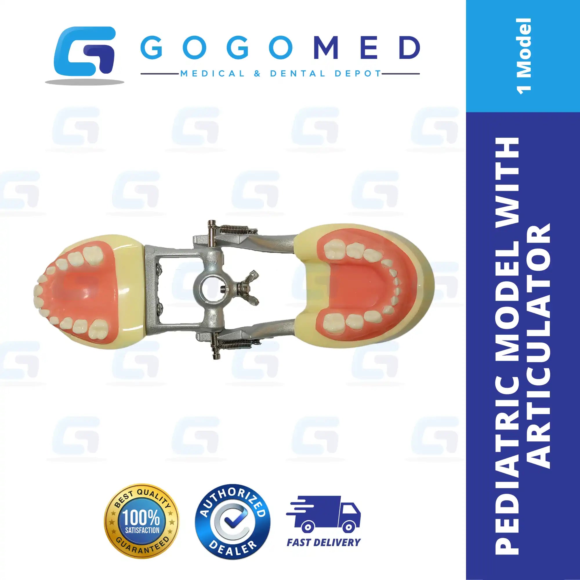 Pediatric Model with Articulator
