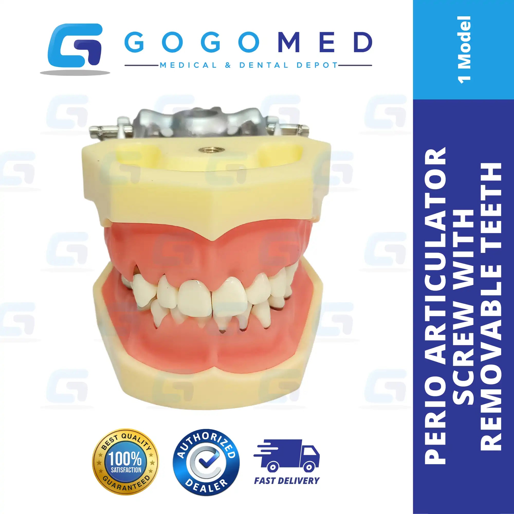 Perio Articulator Screw Removable Teeth