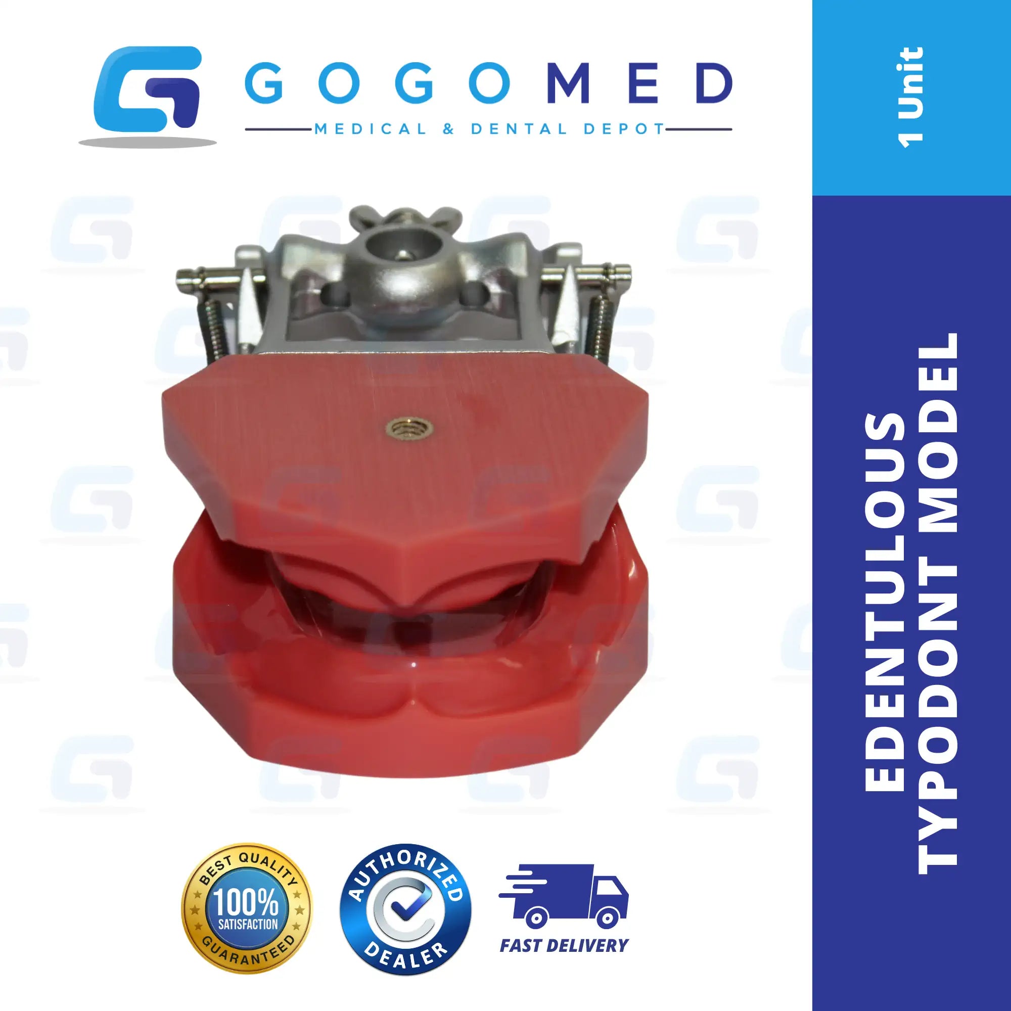 Edentulous Typodont Model