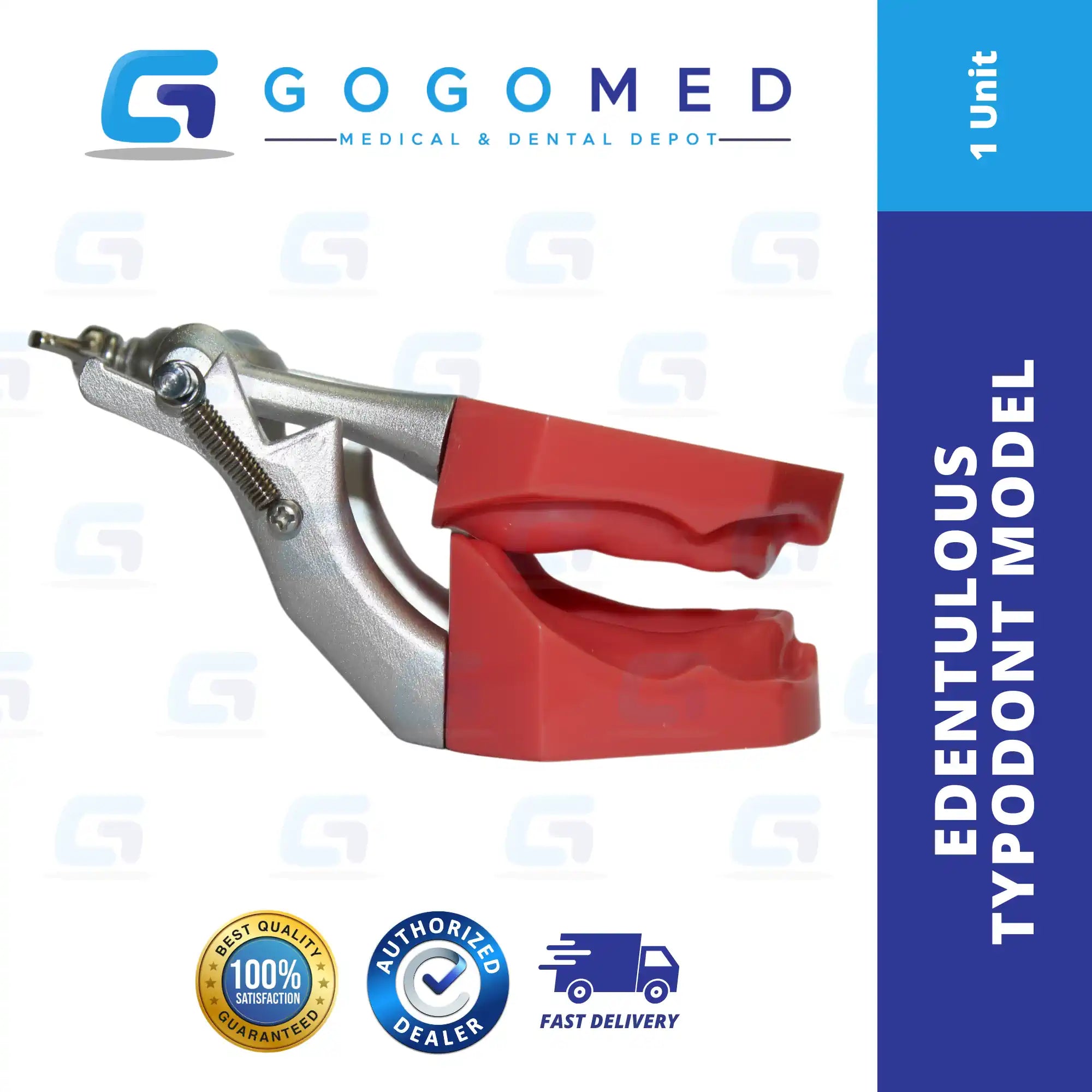 Edentulous Typodont Model