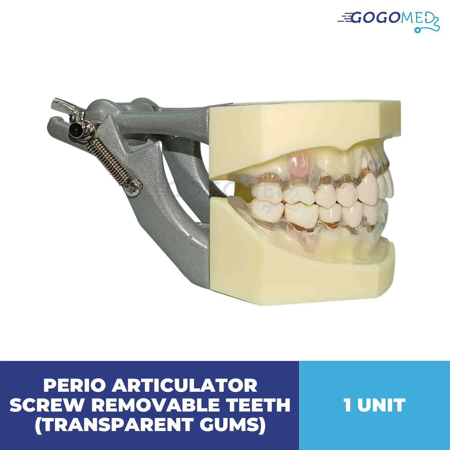 Perio Articulator Screw Removable Teeth (Transparent Gums)