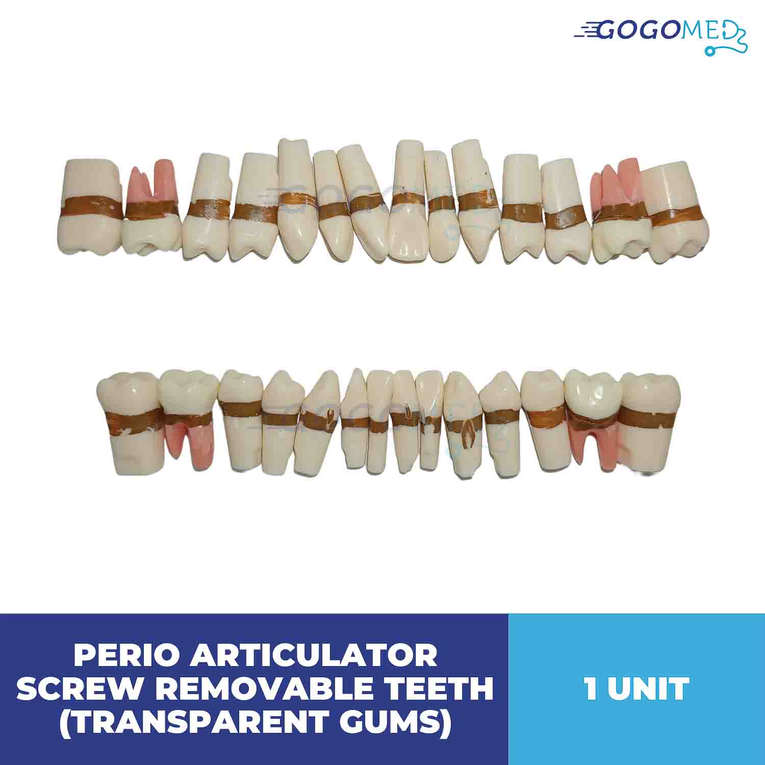 Perio Articulator Screw Removable Teeth (Transparent Gums)
